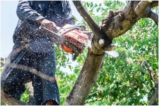 tree services New Tazewell